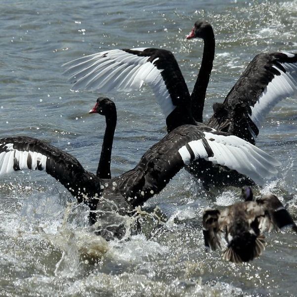Black Swanns