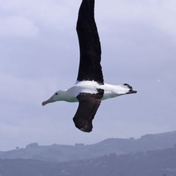 Northern Royal Albatross