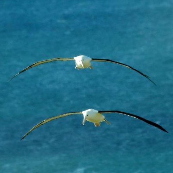 Northern Royal Albatross