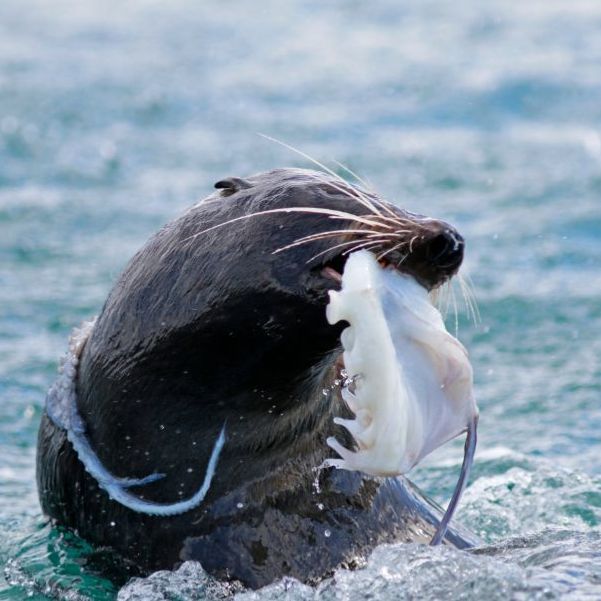 Fur seal with Octopus