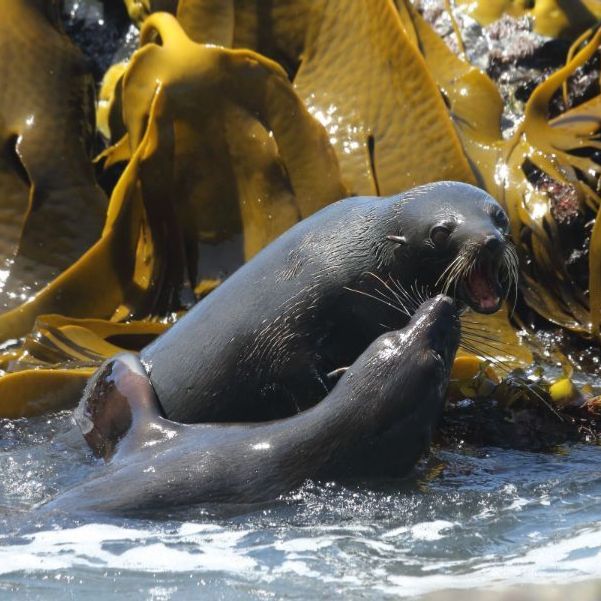 Seals in seaweed