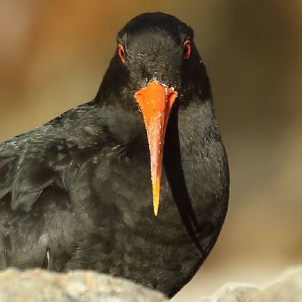 Variable Oystercatcher