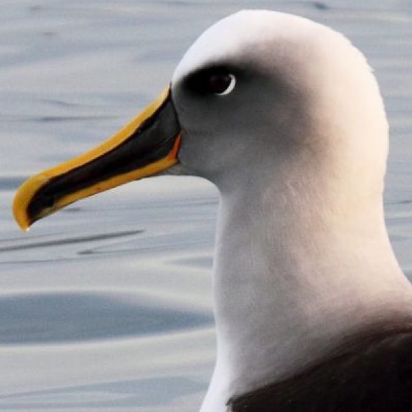 Bullers Albatross