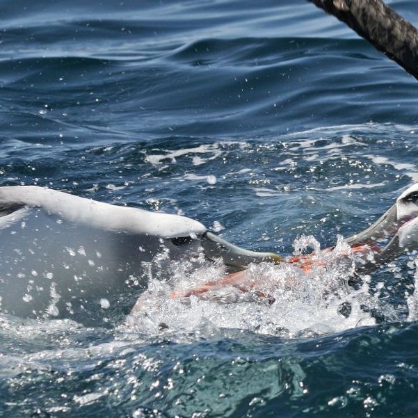White Capped Albatross fighting over food