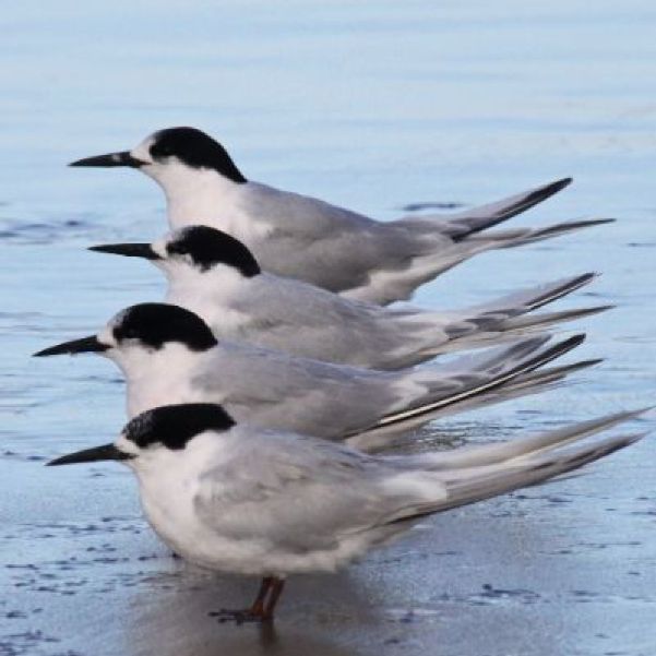 White Fronted Terns