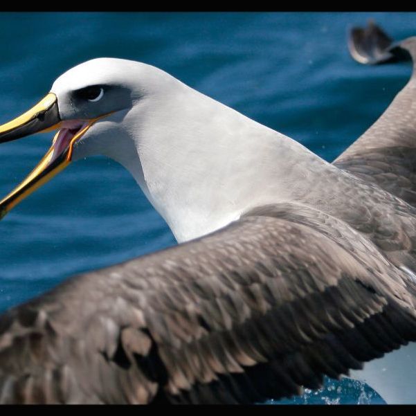 Bullers Albatross