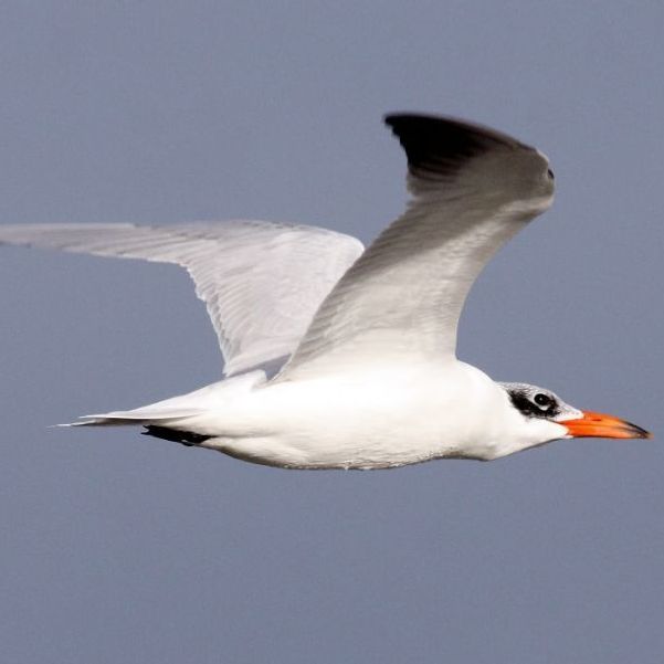 Caspian Tern