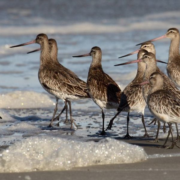 Eastern Bar-tailed Godwits