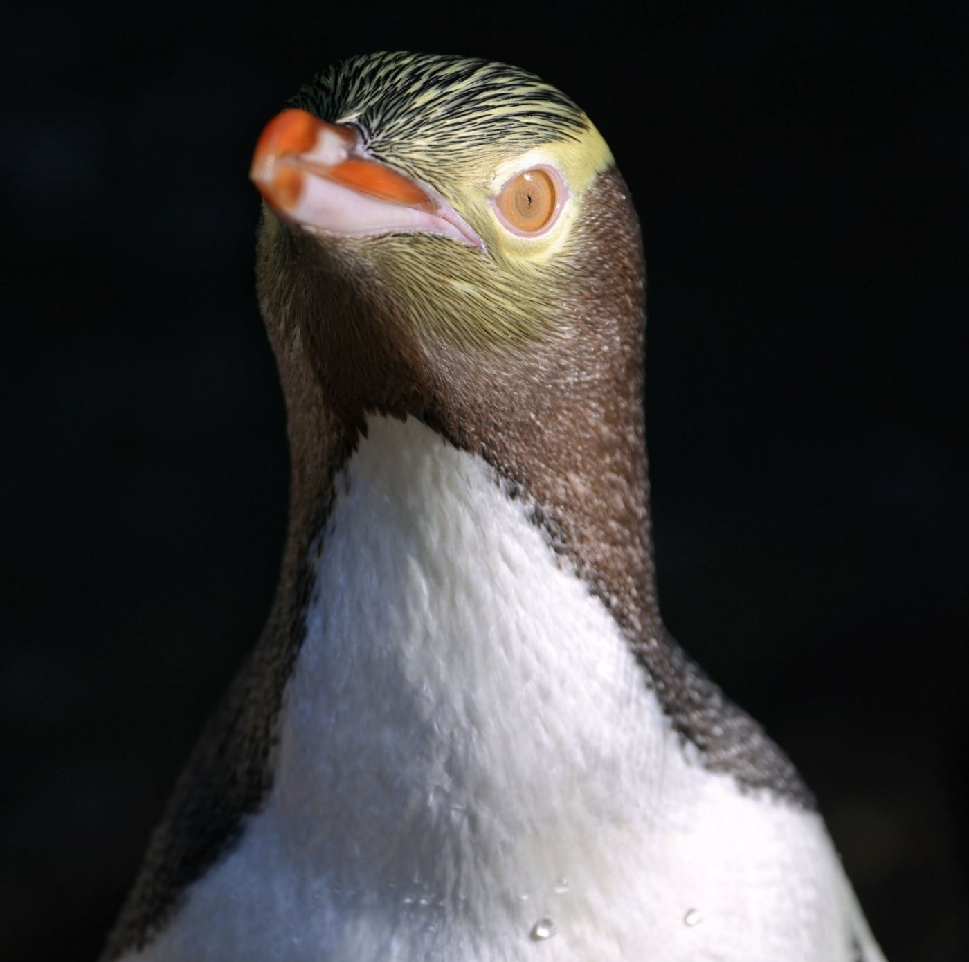 Yellow Eyed Penguin