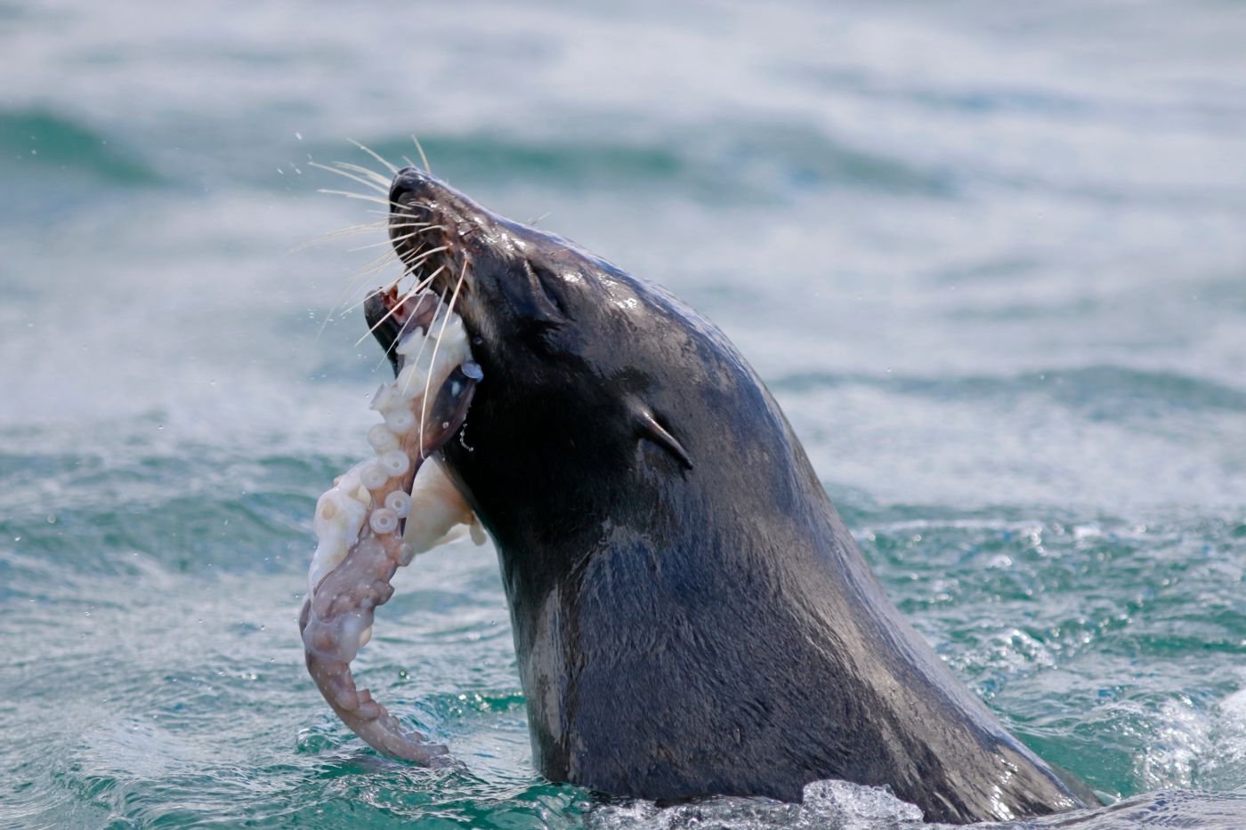 Fur Seal