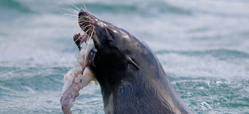 boat tours dunedin